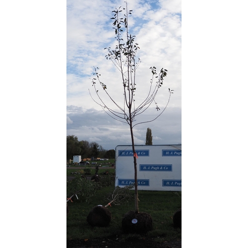 75 - Prunus rootball 12ft