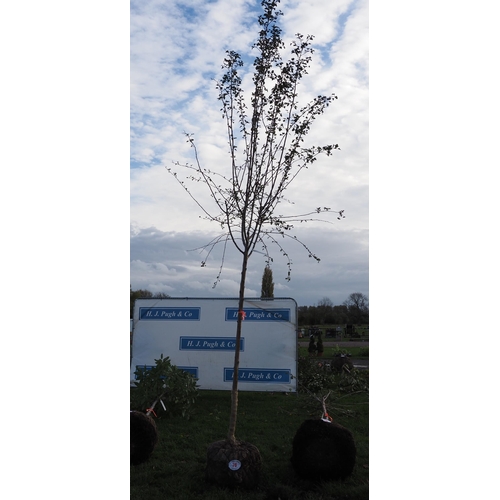 76 - Crataegus rootball 12ft