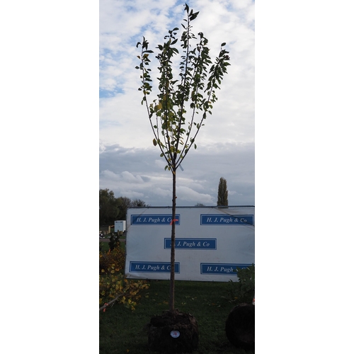 78 - Prunus rootball 12ft