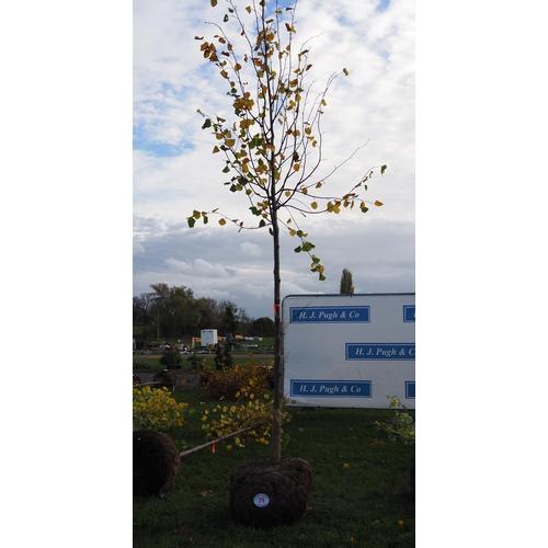 79 - Tilia rootball 10ft