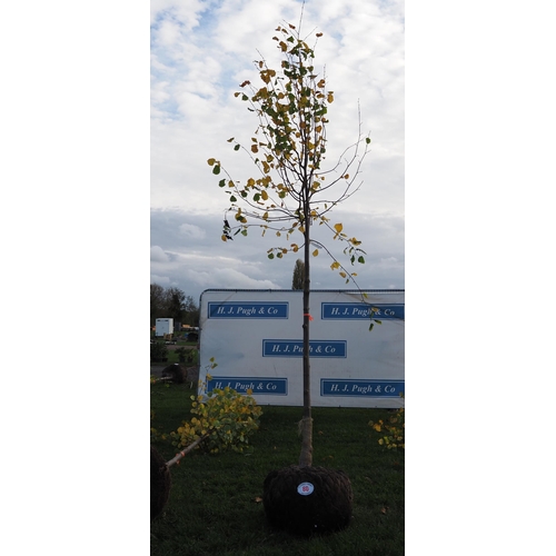 80 - Tilia rootball 10ft