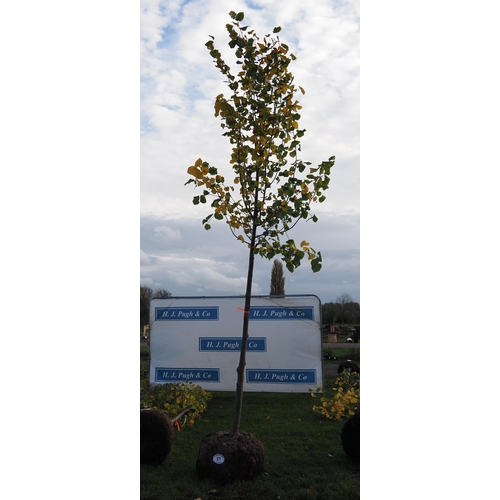 81 - Tilia rootball 12ft