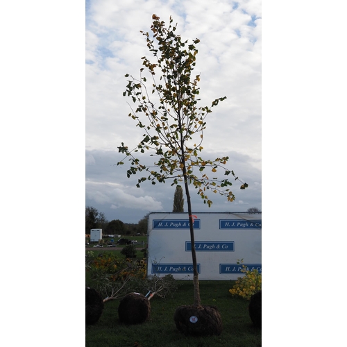 82 - Tilia rootball 12ft