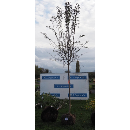 83 - Crataegus rootball 12ft