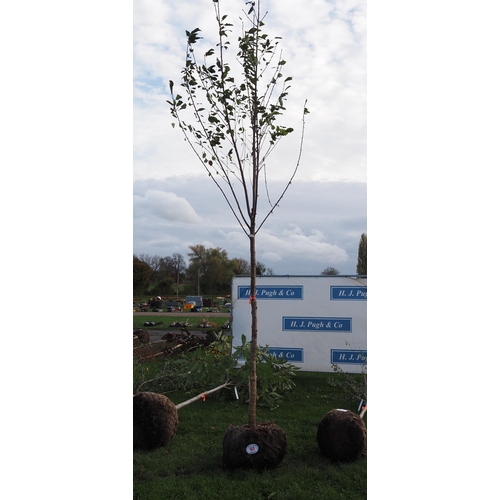 84 - Prunus rootball 12ft