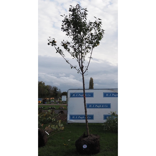 85 - Prunus rootball 10ft