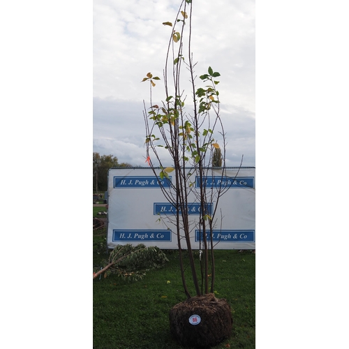 86 - Prunus rootball 12ft