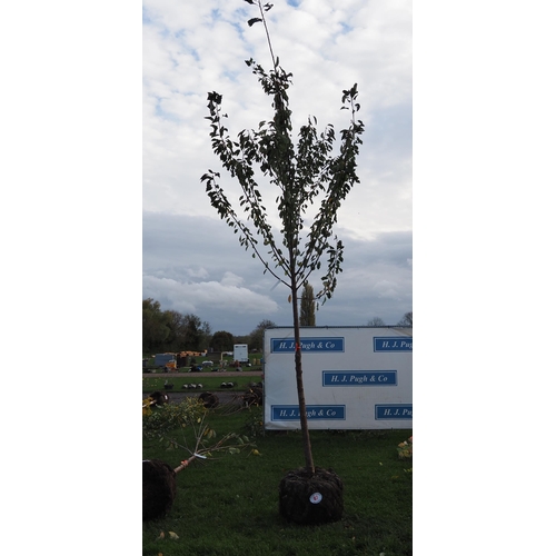 87 - Prunus rootball 12ft