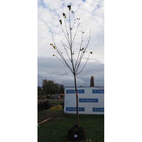 88 - Prunus rootball 12ft