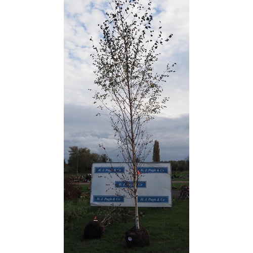 89 - Betula Pendula rootball 14ft