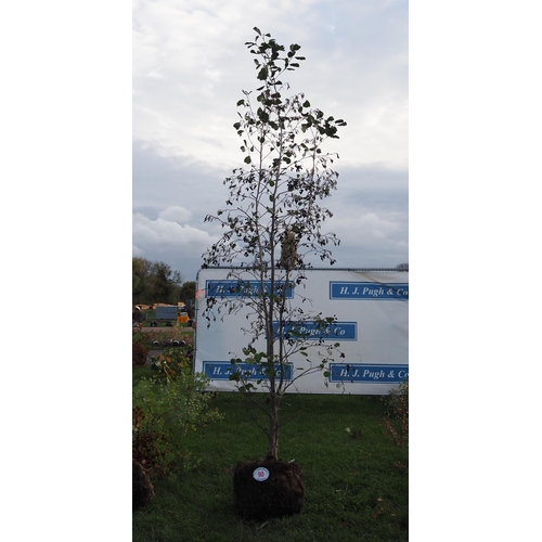 90 - Alnus rootball 10ft