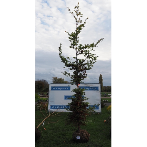 91 - Fagus rootball 12ft