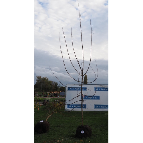 92 - Acer Campestre rootball 12ft