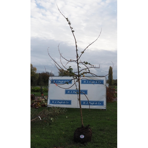 93 - Acer Campestre rootball 12ft