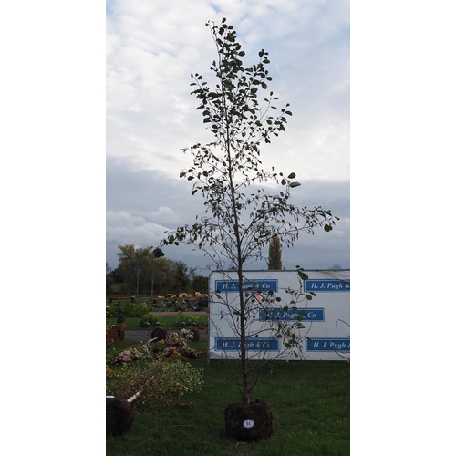 94 - Alnus rootball 14ft