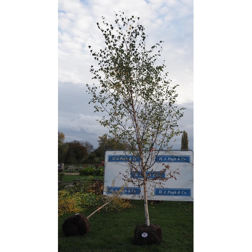 95 - Betula Pendula rootball 12ft