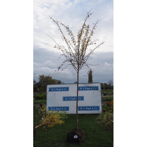 96 - Crataegus rootball 12ft