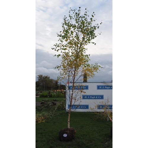 97 - Betula Pendula rootball 12ft