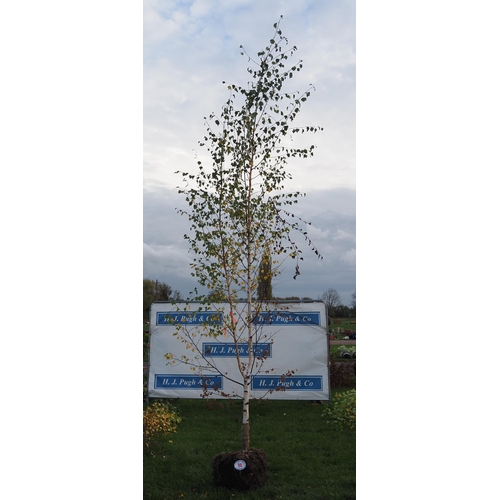 98 - Betula Pendula rootball 12ft