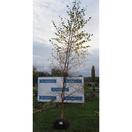 99 - Betula Pendula rootball 12ft