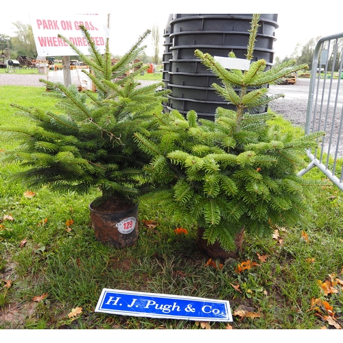 129 - 4ft Potted Christmas trees -2