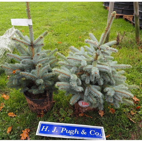 130 - 2ft Potted Norway Spruce Christmas trees -2