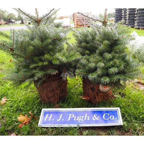 132 - 2ft Potted Christmas trees -2