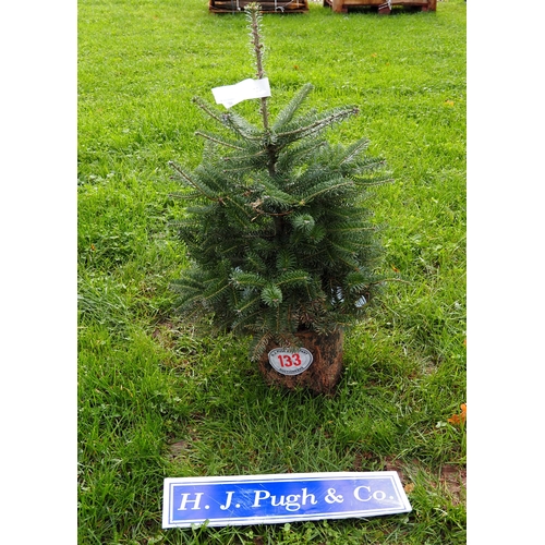 133 - 2ft Potted Christmas tree -1