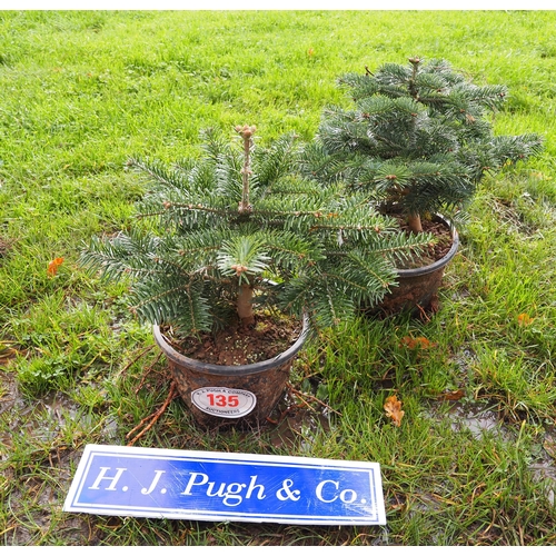 135 - 1ft Potted Christmas trees -2