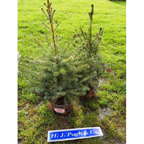 136 - 3ft Potted Christmas trees -2