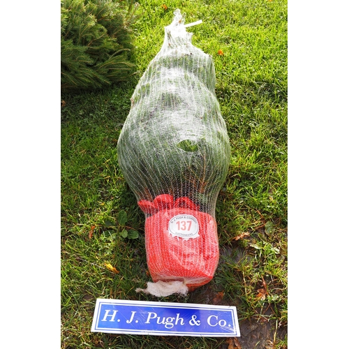 137 - 5ft Potted Norway Spruce Christmas trees -1