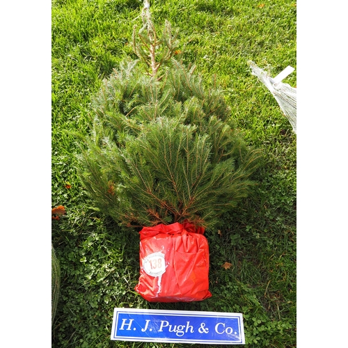 138 - 5ft Potted Norway Spruce Christmas trees -1