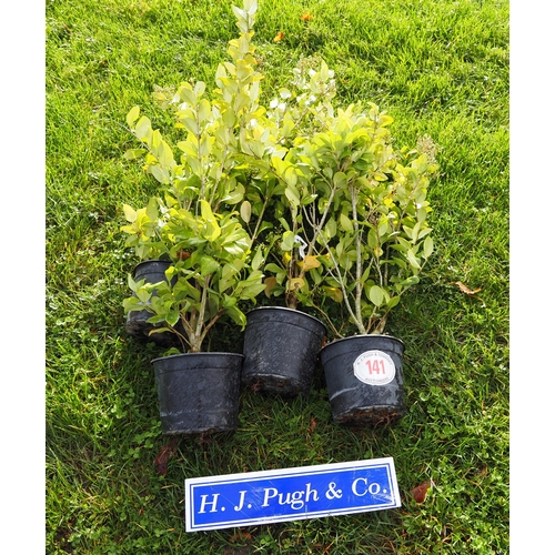 141 - Ligustrum -4