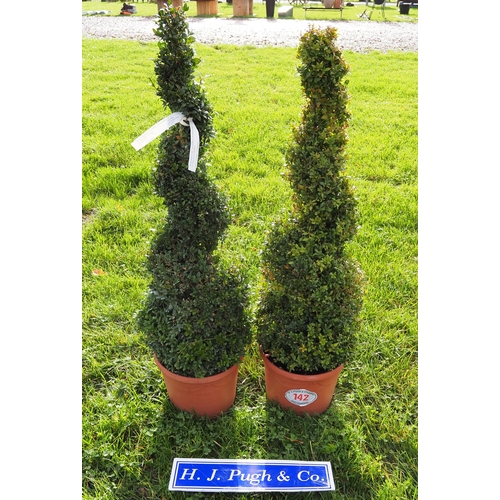 142 - Buxus 4ft -2