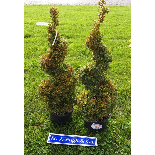 150 - Buxus 4ft -2