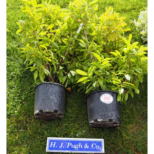 166 - Prunus 5ft -2