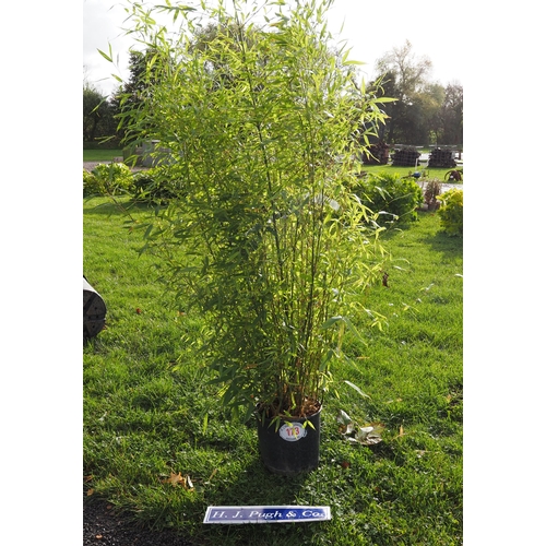 173 - Phyllostachys 6ft -1