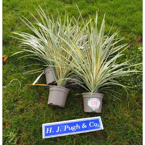 178 - Phormium -5