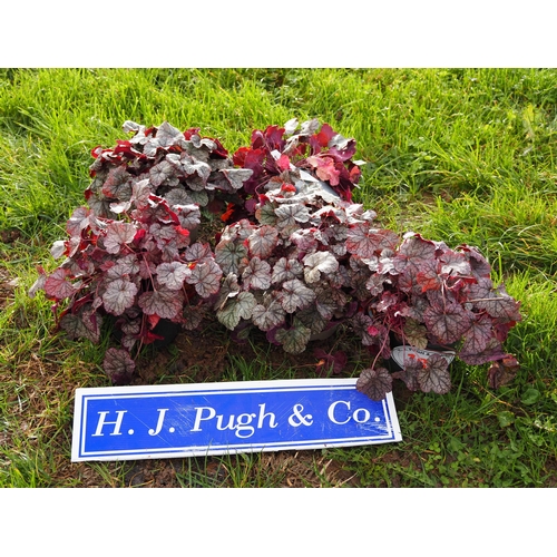 187 - Heuchera -5