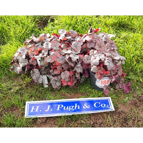 188 - Heuchera -5