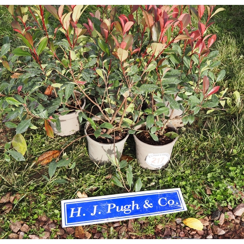 217 - Photinia -5