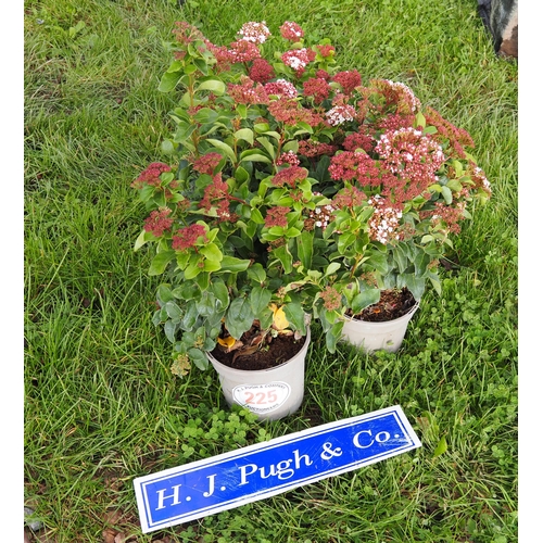 225 - Viburnum -5