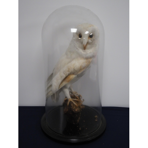 134 - Taxidermy owl in glass dome display case 19