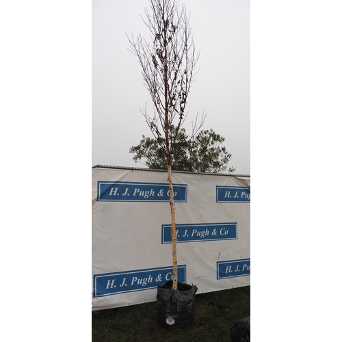 101 - Betula Fascination 16ft