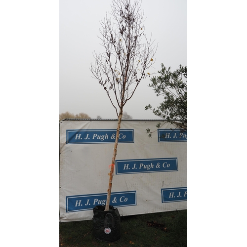 103 - Betula Fascination 16ft