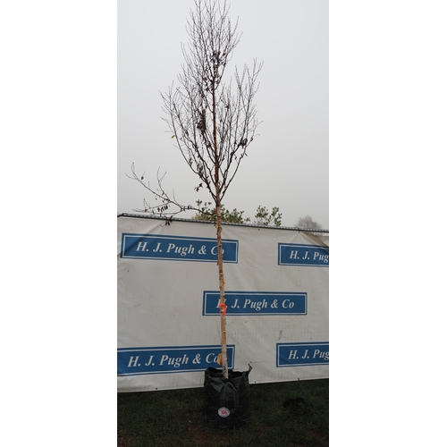 106 - Betula Fascination 16ft