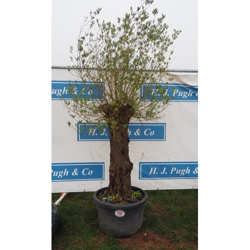 108 - Specimen Olive tree 8ft