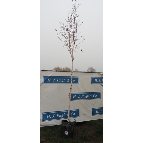 109 - Betula Utilis Snow Queen 15ft