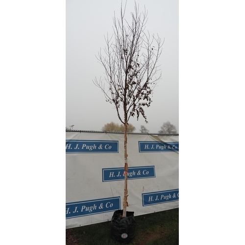 111 - Betula Fascination 16ft