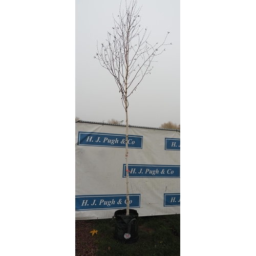 112 - Betula Utilis Snow Queen 15ft